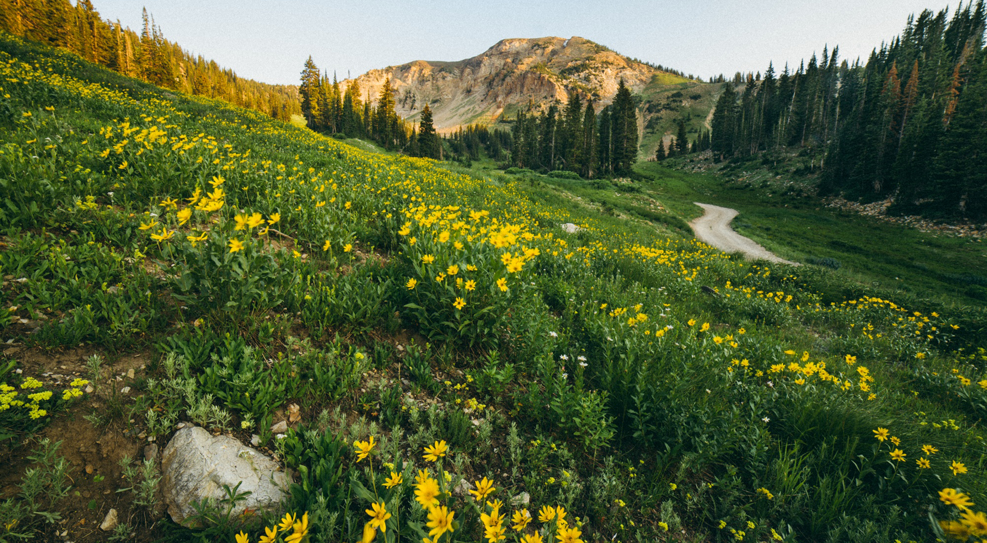 https://www.altalodge.com/wp-content/uploads/2024/05/Summer-2017-Albion-Basin-Devils-Flowers_Diego-IMG_9212.2000x1100.png